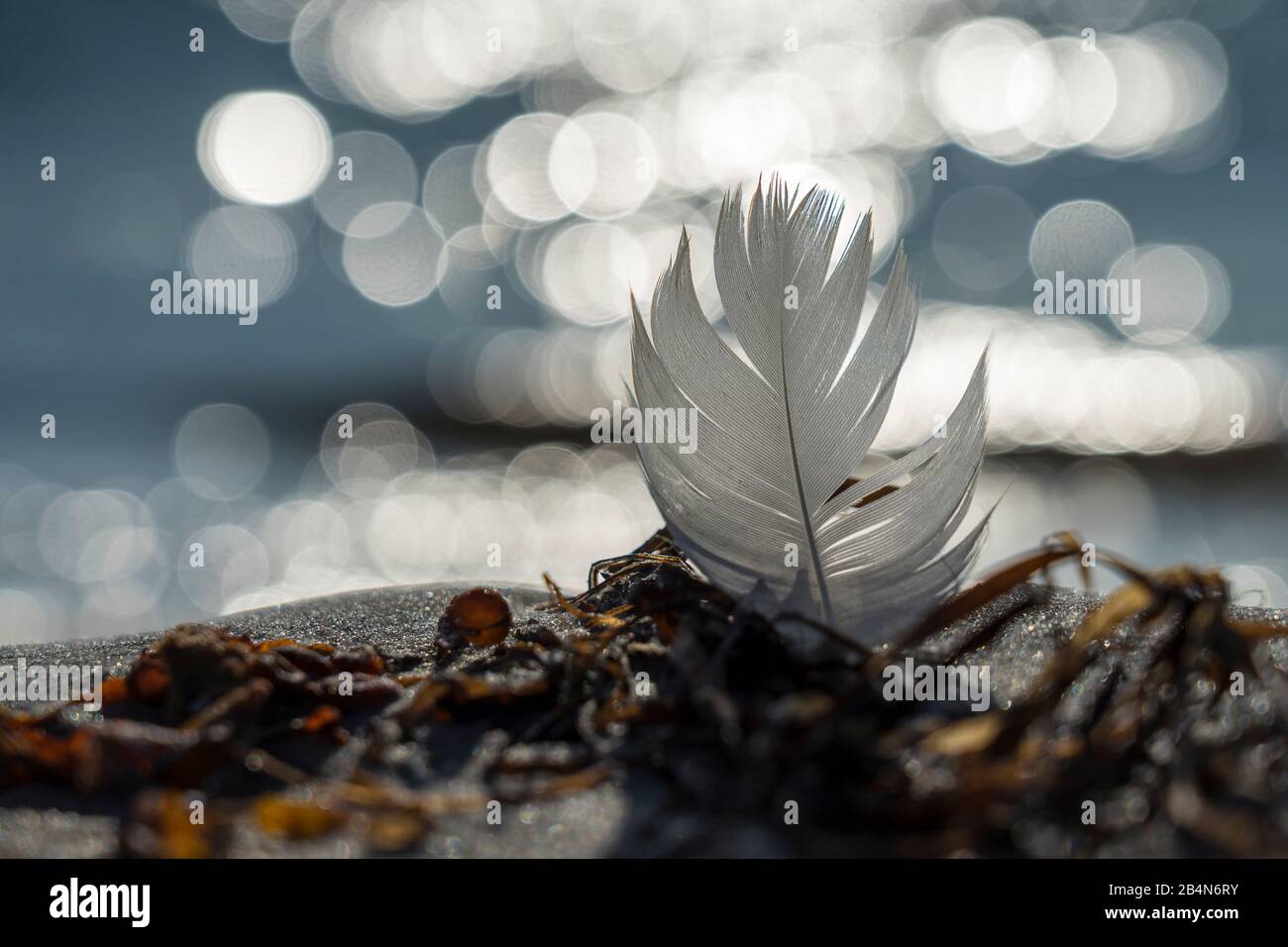 Una piuma sulla spiaggia del Mar Baltico con tramonto sole e riflessi del sole Foto Stock