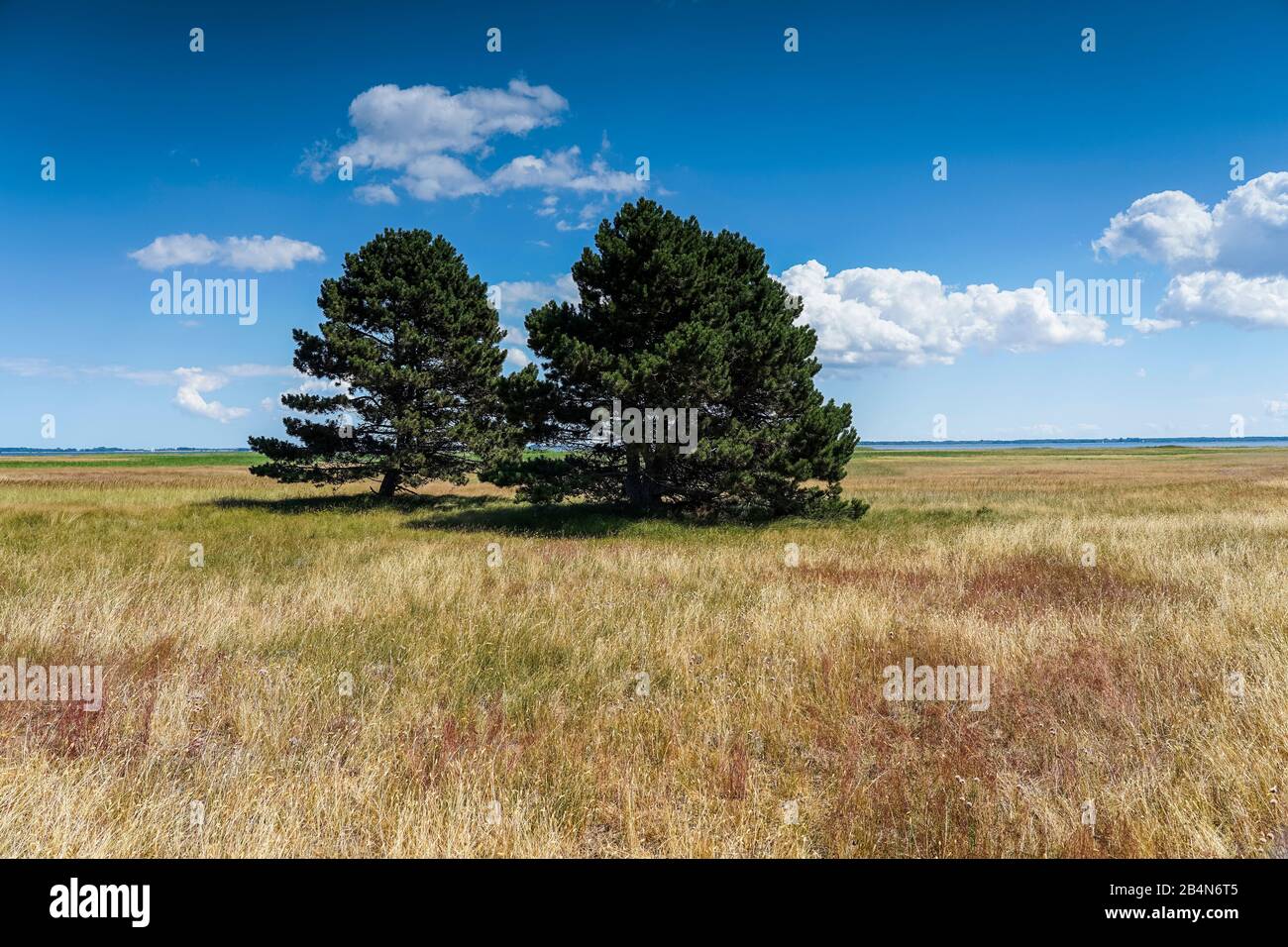 Le pianure dell'isola di Hiddensee con alberi individuali sul prato naturale, estate sul Mar Baltico e erbe nelle pianure di un'isola, belle nuvole sulla spiaggia del Mar Baltico, lunghe ombre di un albero su un prato in estate Foto Stock