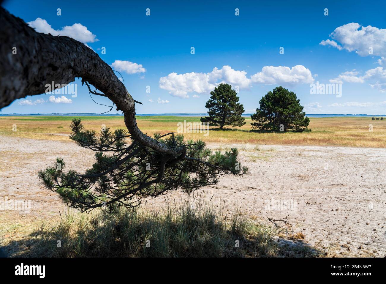 Le pianure dell'isola di Hiddensee con alberi individuali sul prato naturale, estate sul Mar Baltico e erbe nelle pianure di un'isola, belle nuvole sulla spiaggia del Mar Baltico, lunghe ombre di un albero su un prato in estate Foto Stock