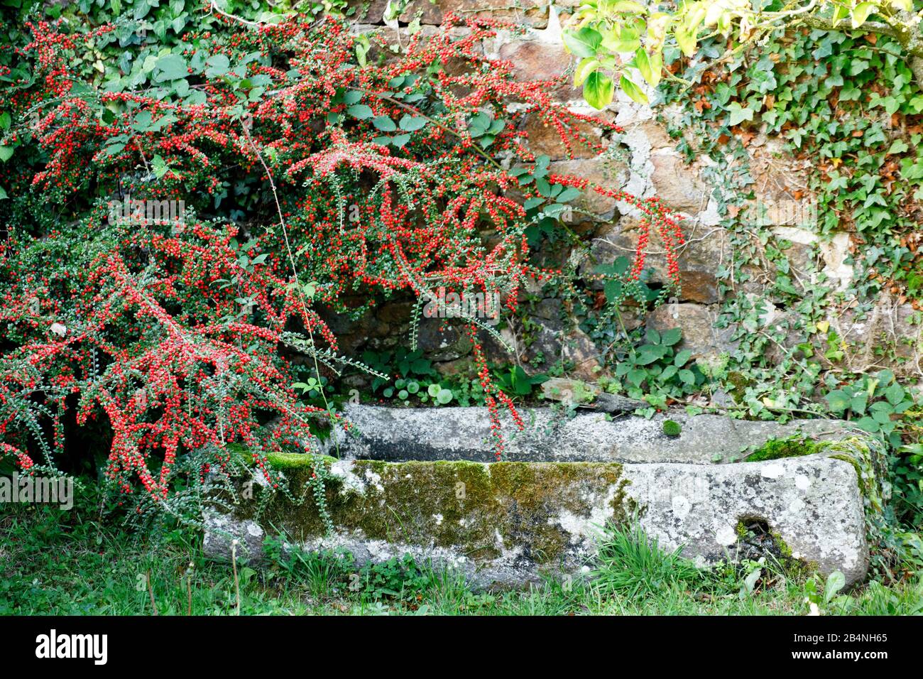 Red Winter berry 'Red Couple' sul vecchio capannone giardino. Nella regione Cote des Bruyeres nel dipartimento del Finistère. Foto Stock