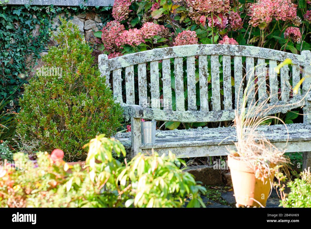 Panca di legno coperta di lichen nel giardino naturale. Nella regione Cote des Bruyeres nel dipartimento del Finistère. Foto Stock