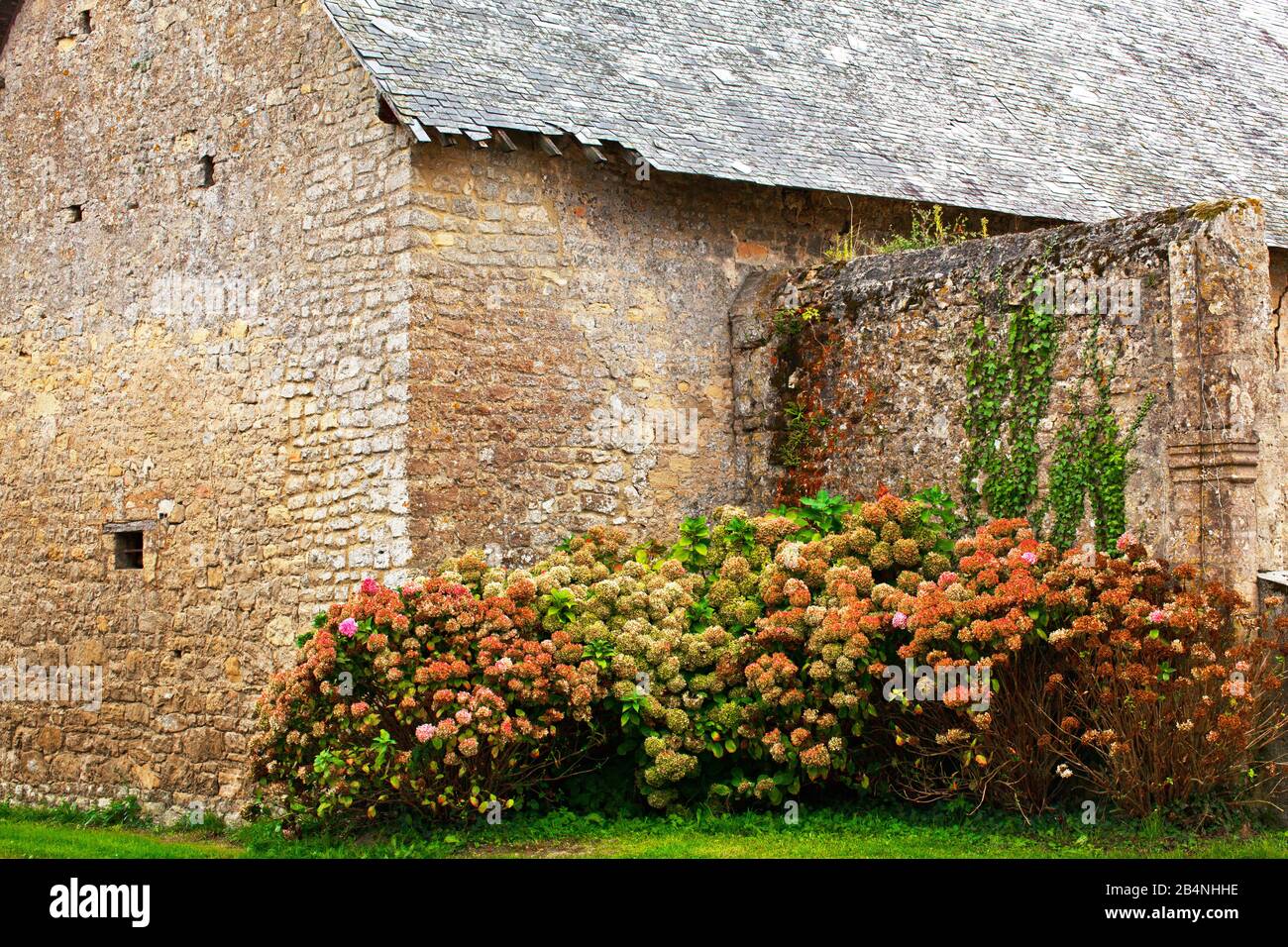 Hydrangeas in una vecchia fattoria vicino Omaha Beach in Normandia vicino Colleville-sur-Mer e Saint-Laurent-sur-Mer Foto Stock