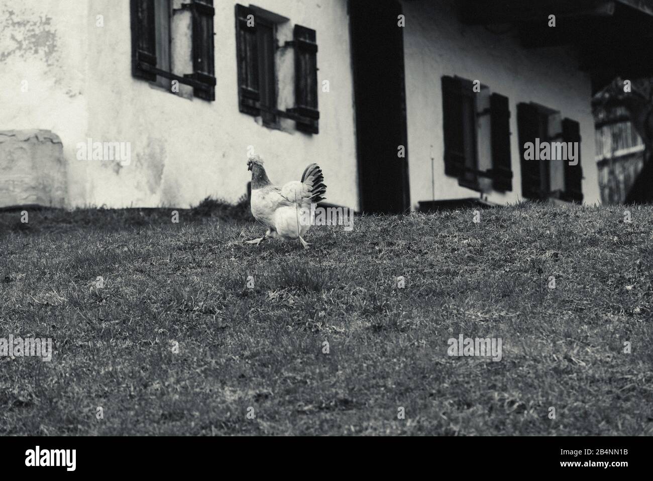 fattoria di pollo a scelta libera, pollame, vecchia casa colonica Foto Stock