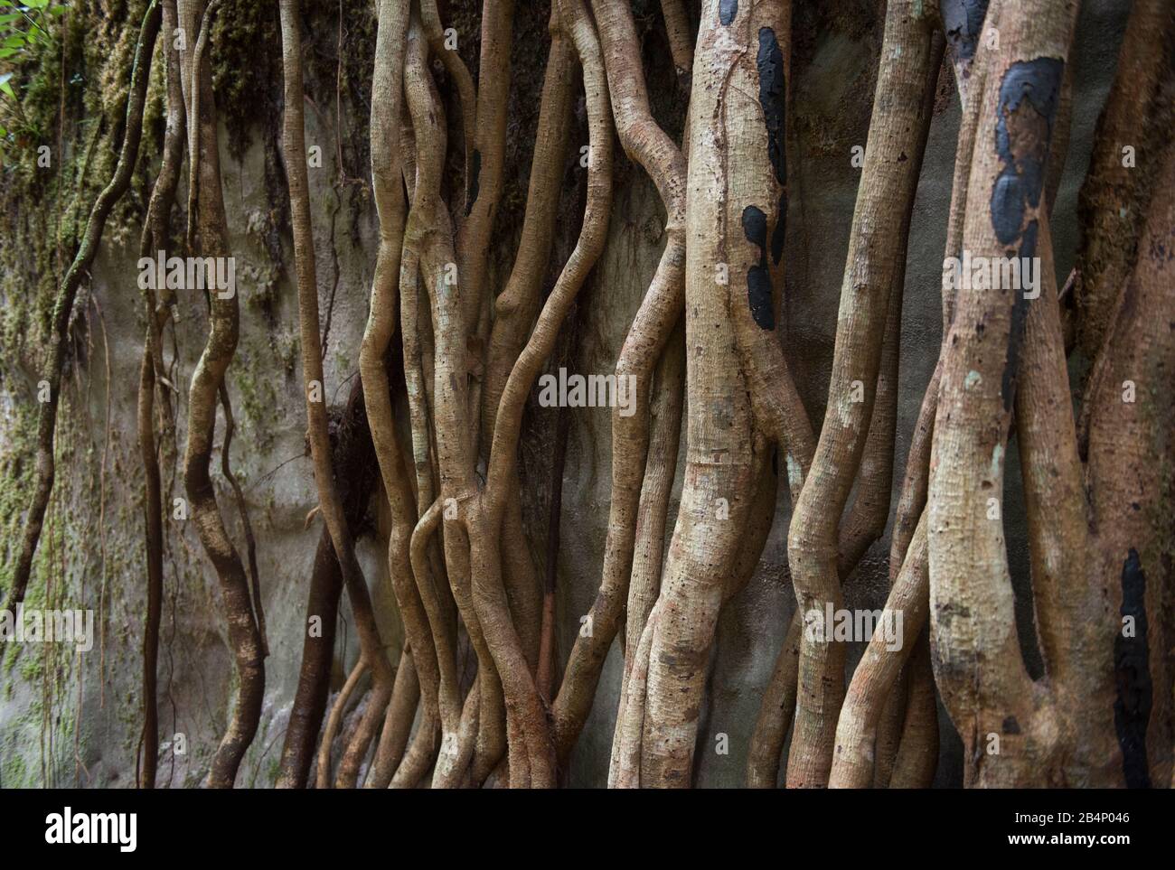 Presidente Figueiredo, Amazonas, Brasile - 23 agosto 2016: Radicate radici di alberi secolari nella foresta amazzonica Foto Stock