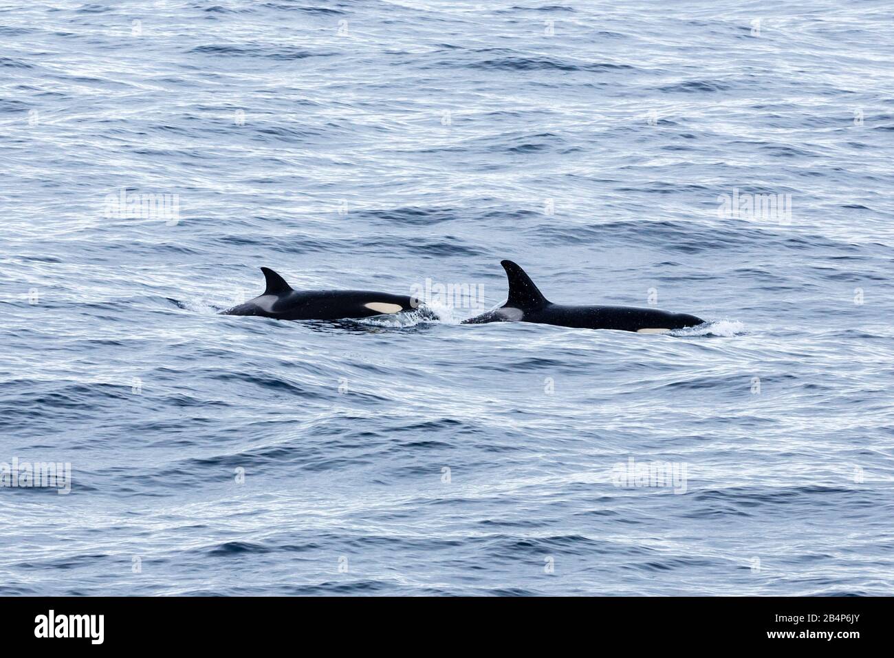 Orca (balene killer / Orcinus orca) (ecotipo A) madre-e-vitello vicino Elephant Island, Antartide Foto Stock