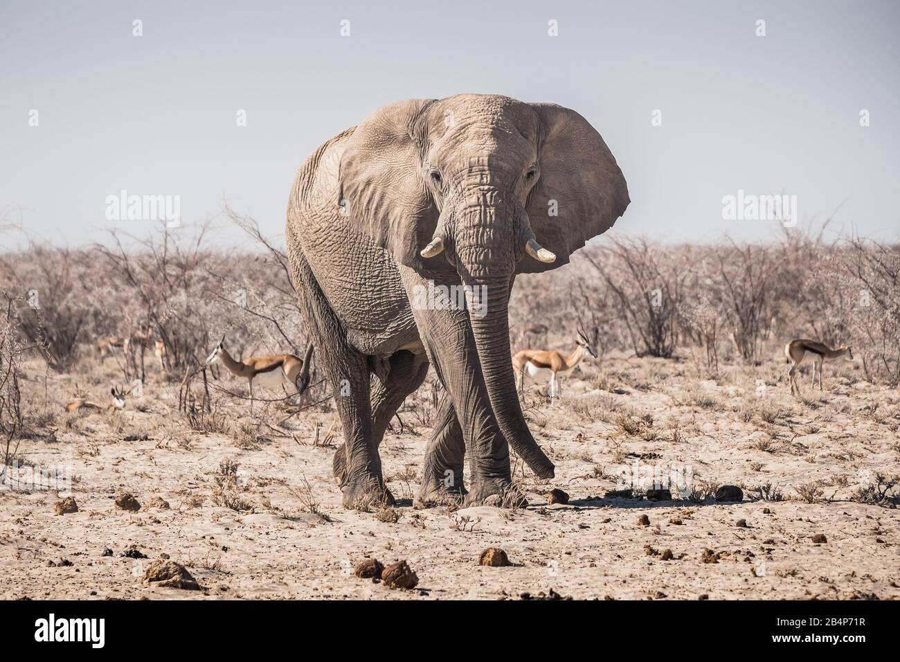 Elephant Bull Standing Nel Parco Nazionale Di Etosha, Namibia, Africa Nel Tesimo Arido, Dry Savannah Foto Stock