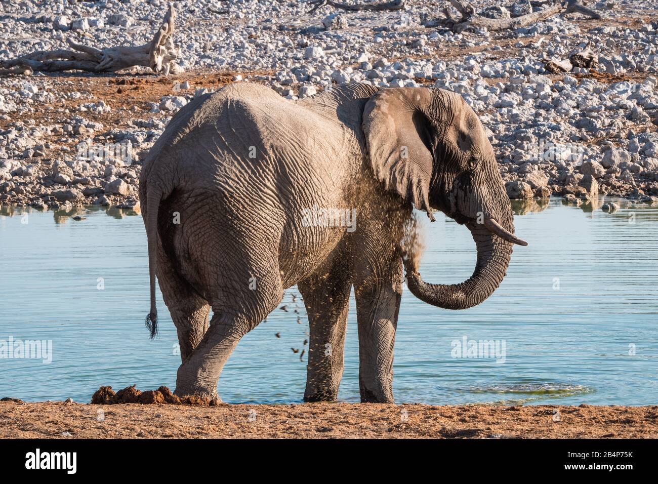 Bagno Di Fango Di Elefante, Spruzzando Con Il Suo Trunk All'Okaukuejo Waterhole Nel Parco Nazionale Di Etosha, Namibia, Africa Foto Stock