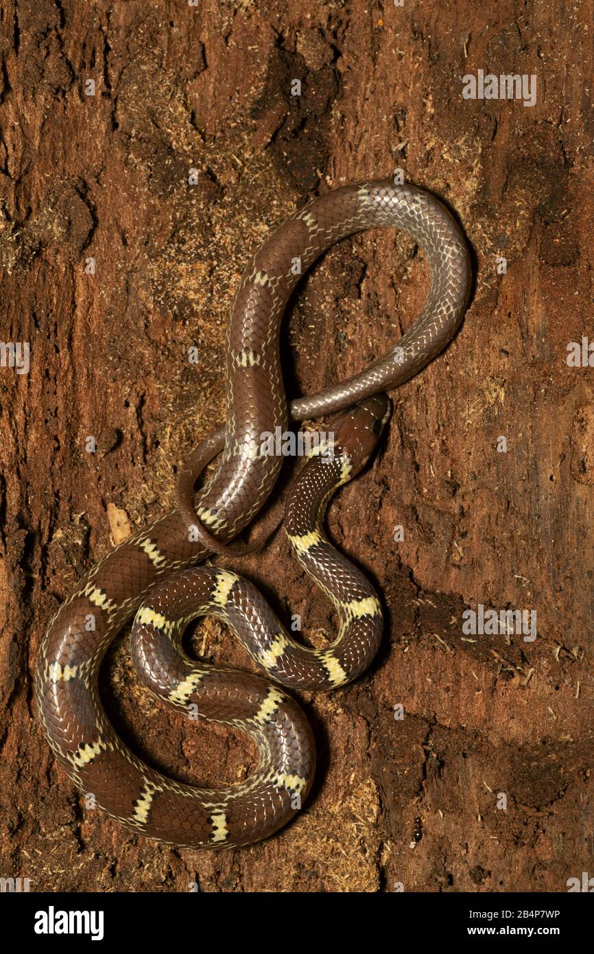 Indian Wolf Snake, Lycodon aulicus, Panna Tiger Reserve, Madhya Pradesh, India Foto Stock