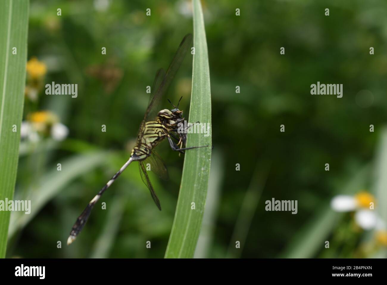 Una slimmer dragonfly slanciata che tiene la sua preda. Foto Stock