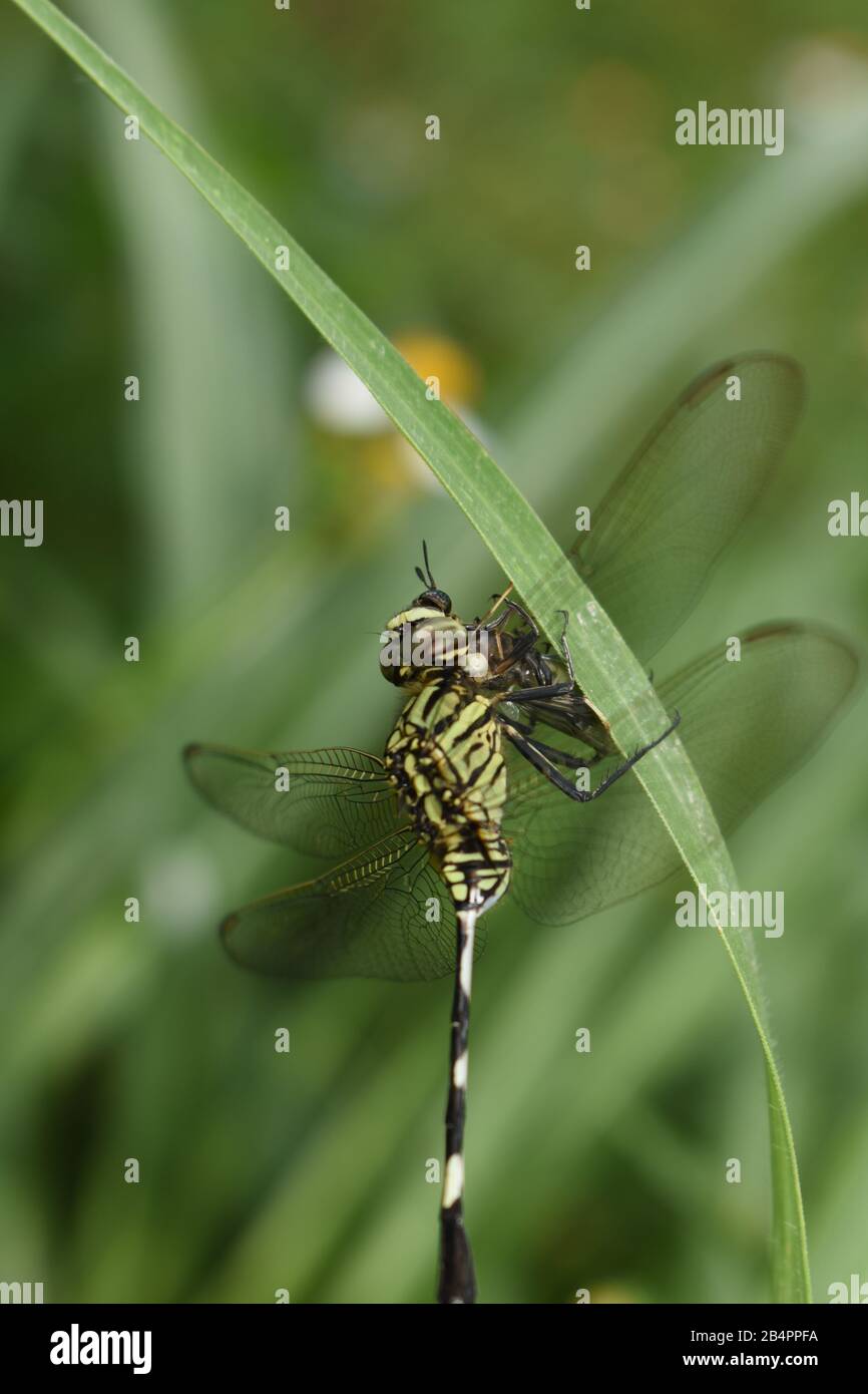 Una slimmer dragonfly slanciata che tiene la sua preda. Foto Stock