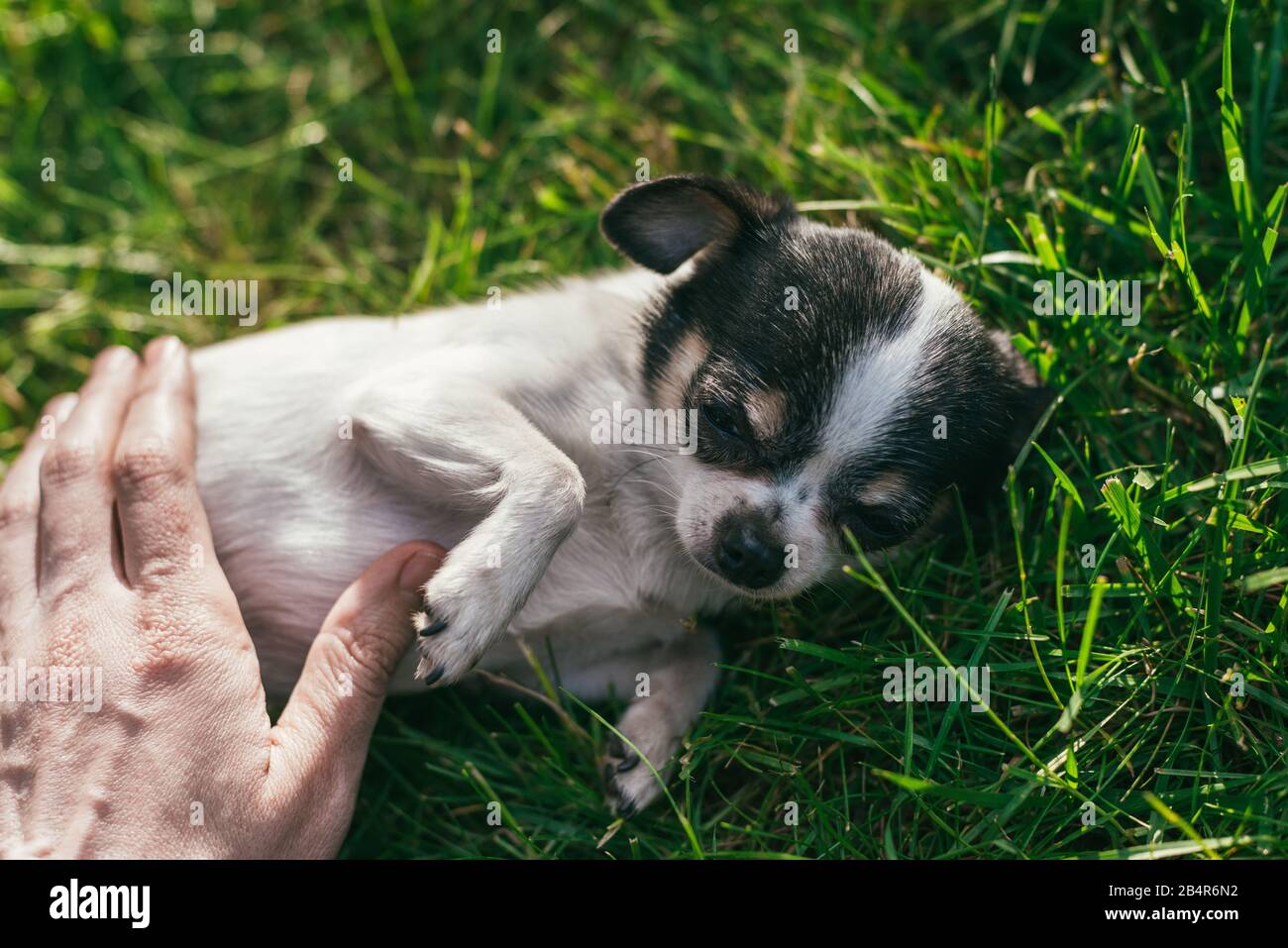 La mano dell'uomo sta tenendo un piccolo cane cute di Chihuahua vicino lo stomaco giace su un prato verde Foto Stock