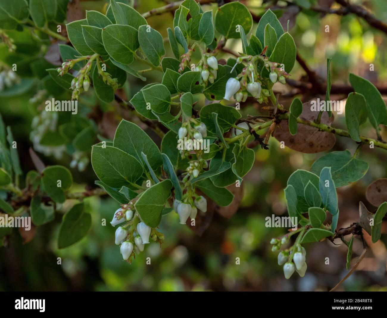 Bigberry Manzanita, Arctostafilos glauca, endemico della zona di Santa Barbara, California. Foto Stock