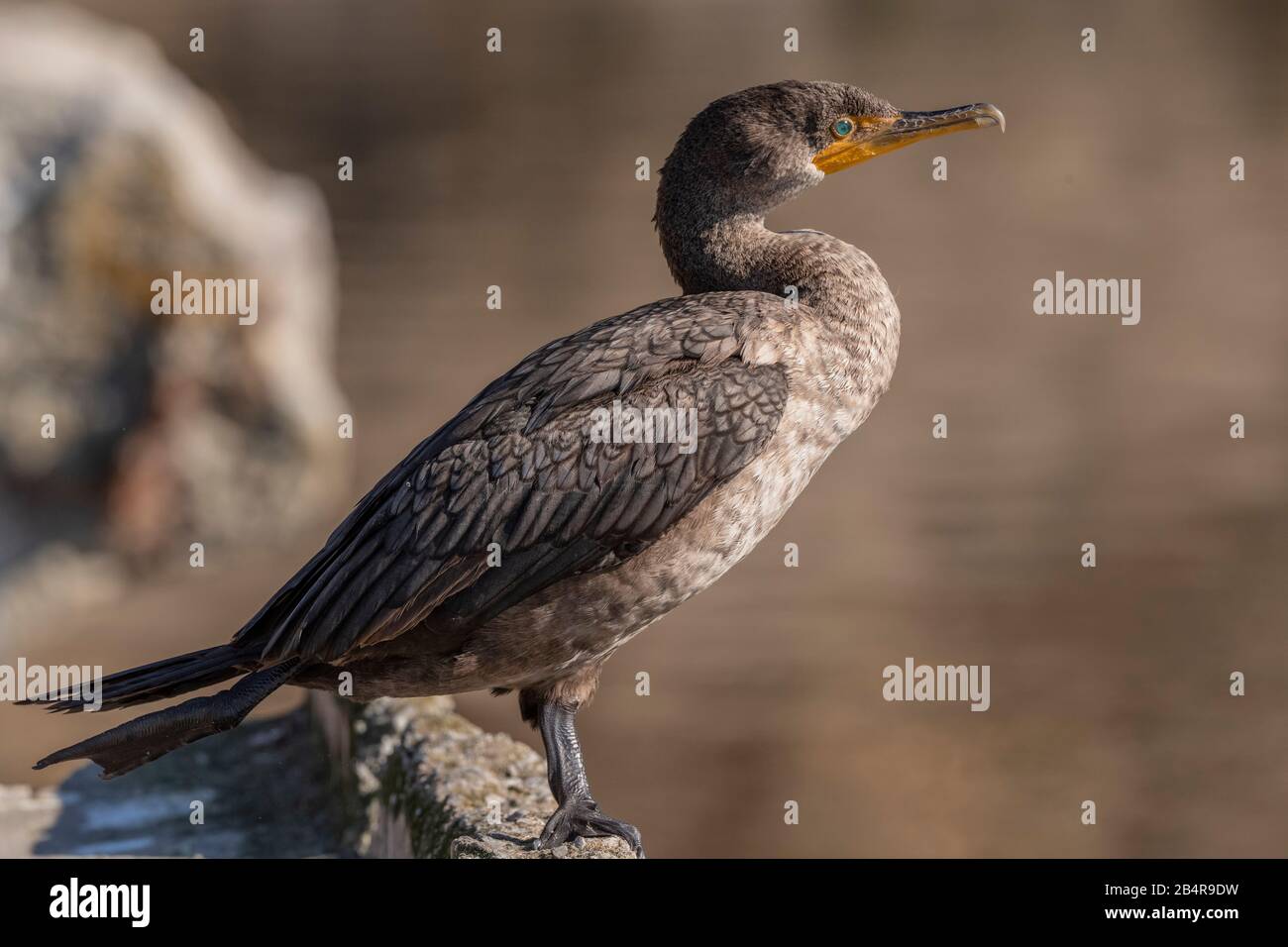 Cormorano immaturo a doppia crestata, Phalacrocorax auritus, arroccato a bordo piscina. Foto Stock