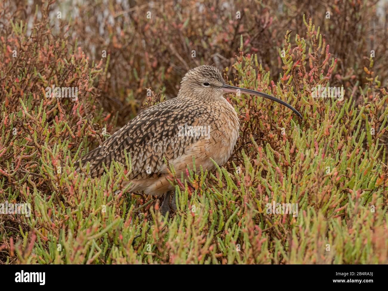 Curlew a lunga fattura, Numenius americanus, alimentazione in saltmarsh costiero, California. Foto Stock