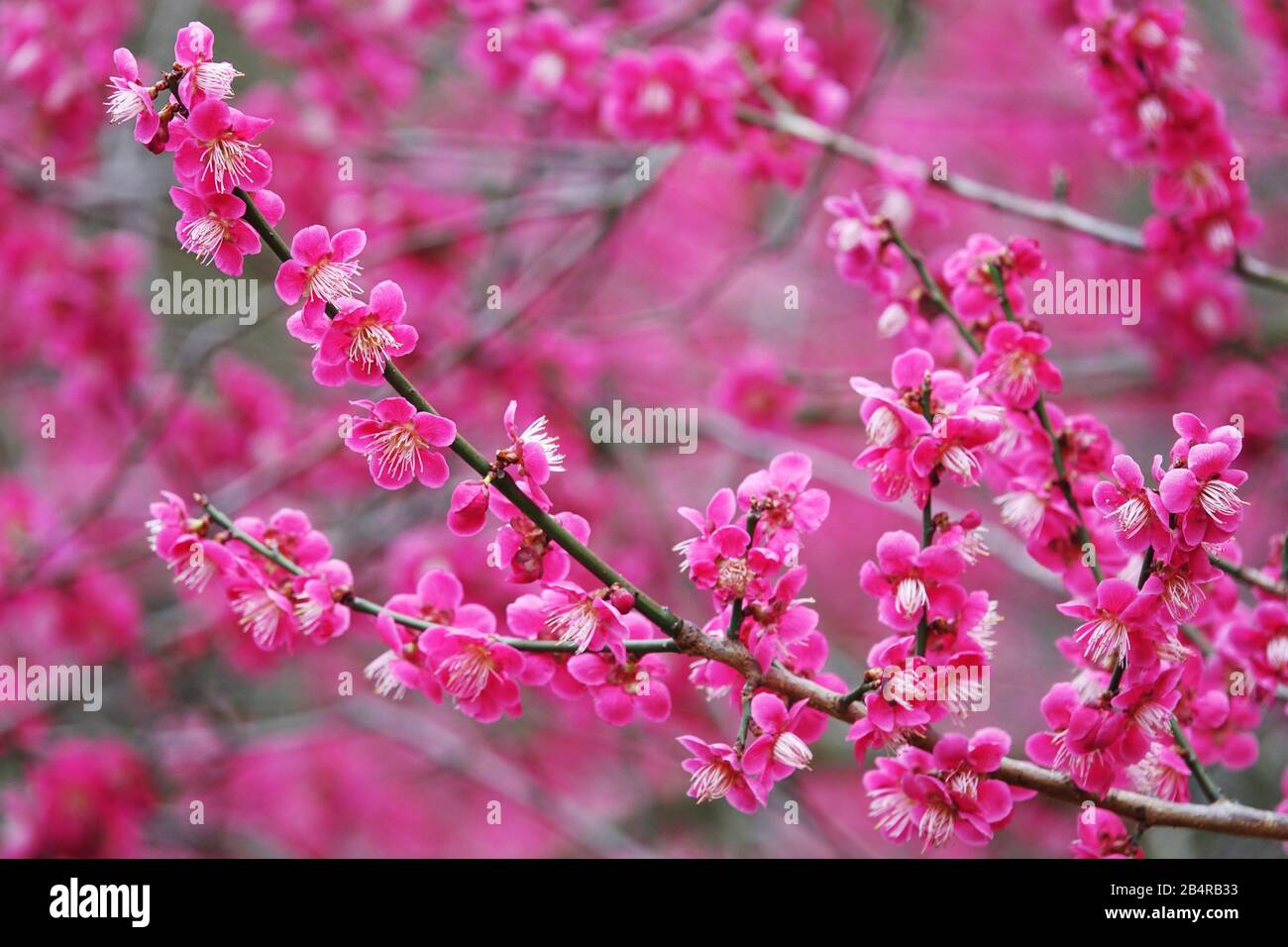 Arbusto in fiore Prunus mume ramoscelli in fiore Foto Stock