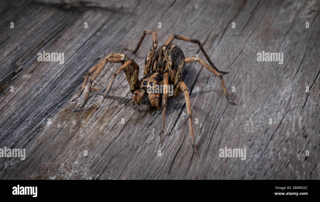 Realistico ragno spaventoso nei dettagli su sfondo di legno. Foto Stock