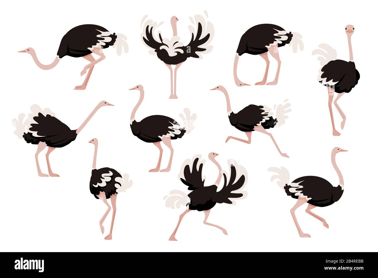 Set di cute ostrich african flightless uccello cartone animato animale disegno piatto vettore illustrazione isolato su sfondo bianco. Illustrazione Vettoriale