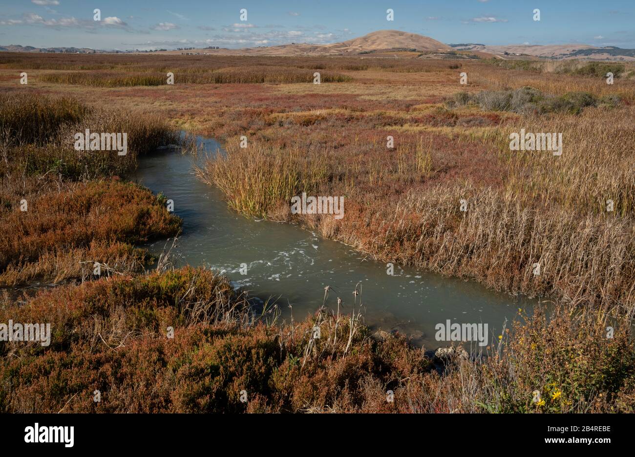 Saltmarsh e insenature nel San Pablo Bay National Wildlife Refuge, in autunno. Zona della baia, California. Foto Stock