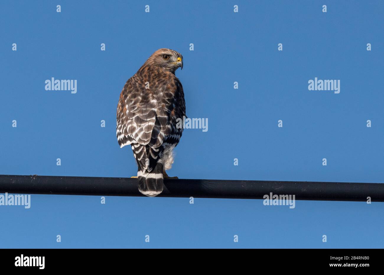 Falco rosso-spalla, Buteo lineatus, arroccato su filo, caccia. Bodega Bay, California. Foto Stock