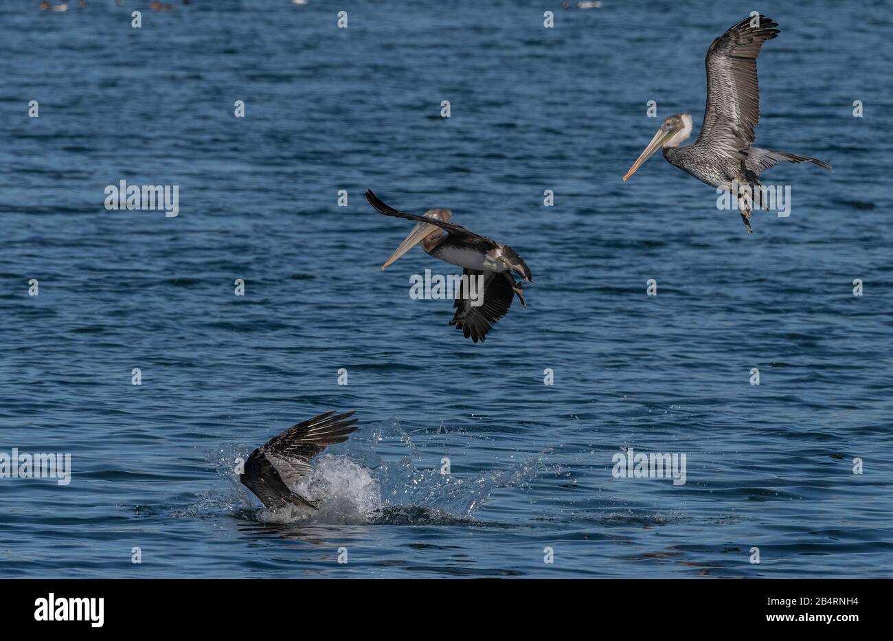 Pellicani marroni, Pelecanus occidentalis in volo, immersioni per il cibo; piumaggio invernale; costa californiana. Foto Stock