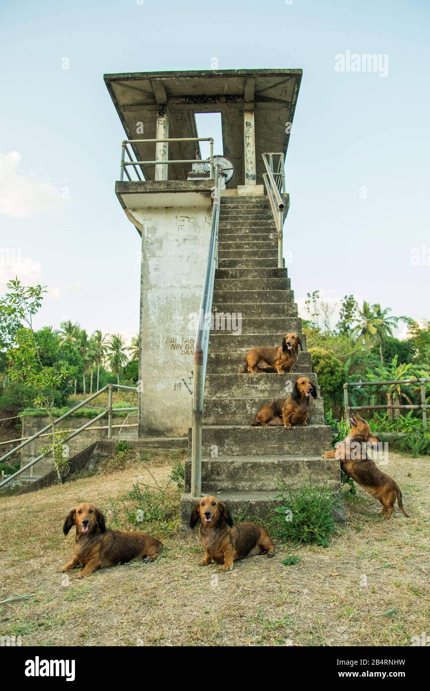 Dachshund clonato in una scena Foto Stock