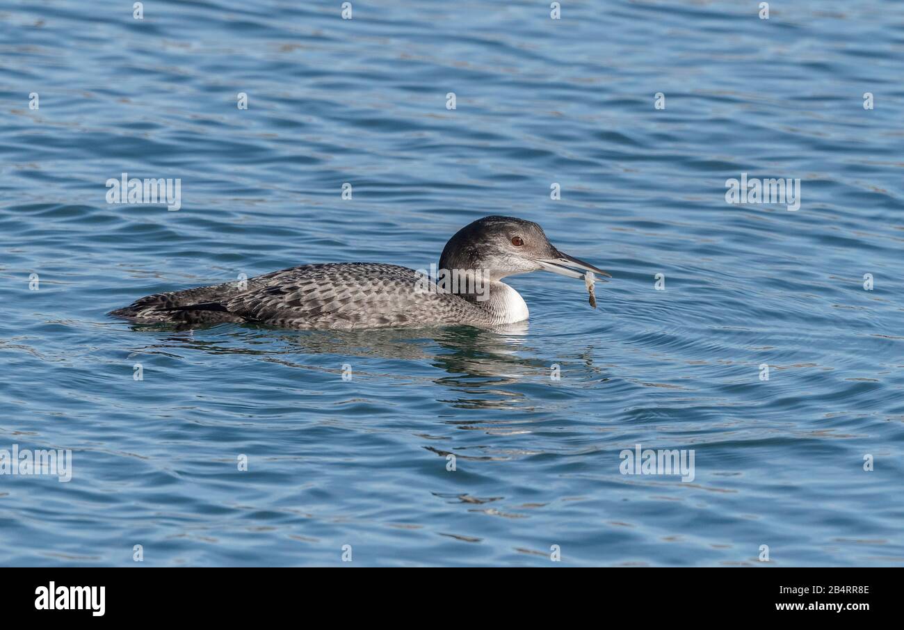 Wintering Grande tuffatore settentrionale, o loon comune, Gavia Immer, alimentazione e pesca nelle acque costiere, con calamari opalescenti di costa. Foto Stock