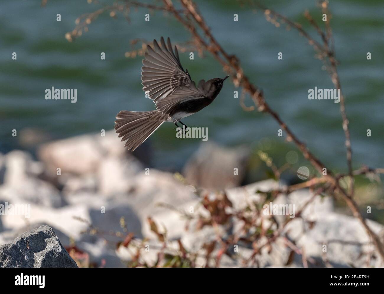 Nero phoebe, Sayornis nigricans, caccia per insetti. California. Foto Stock