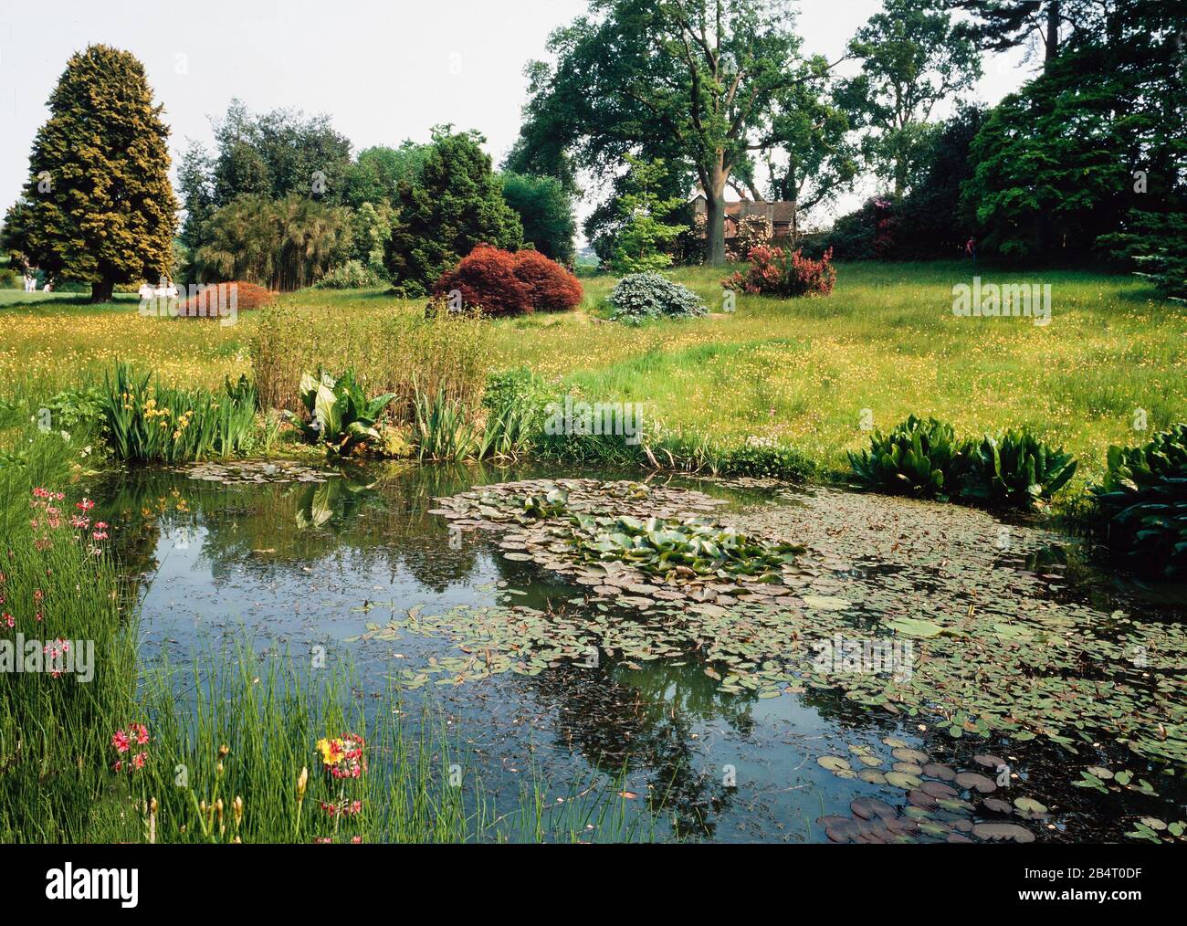 Tranquillo giardino stagno scena, Regno Unito, estate Foto Stock