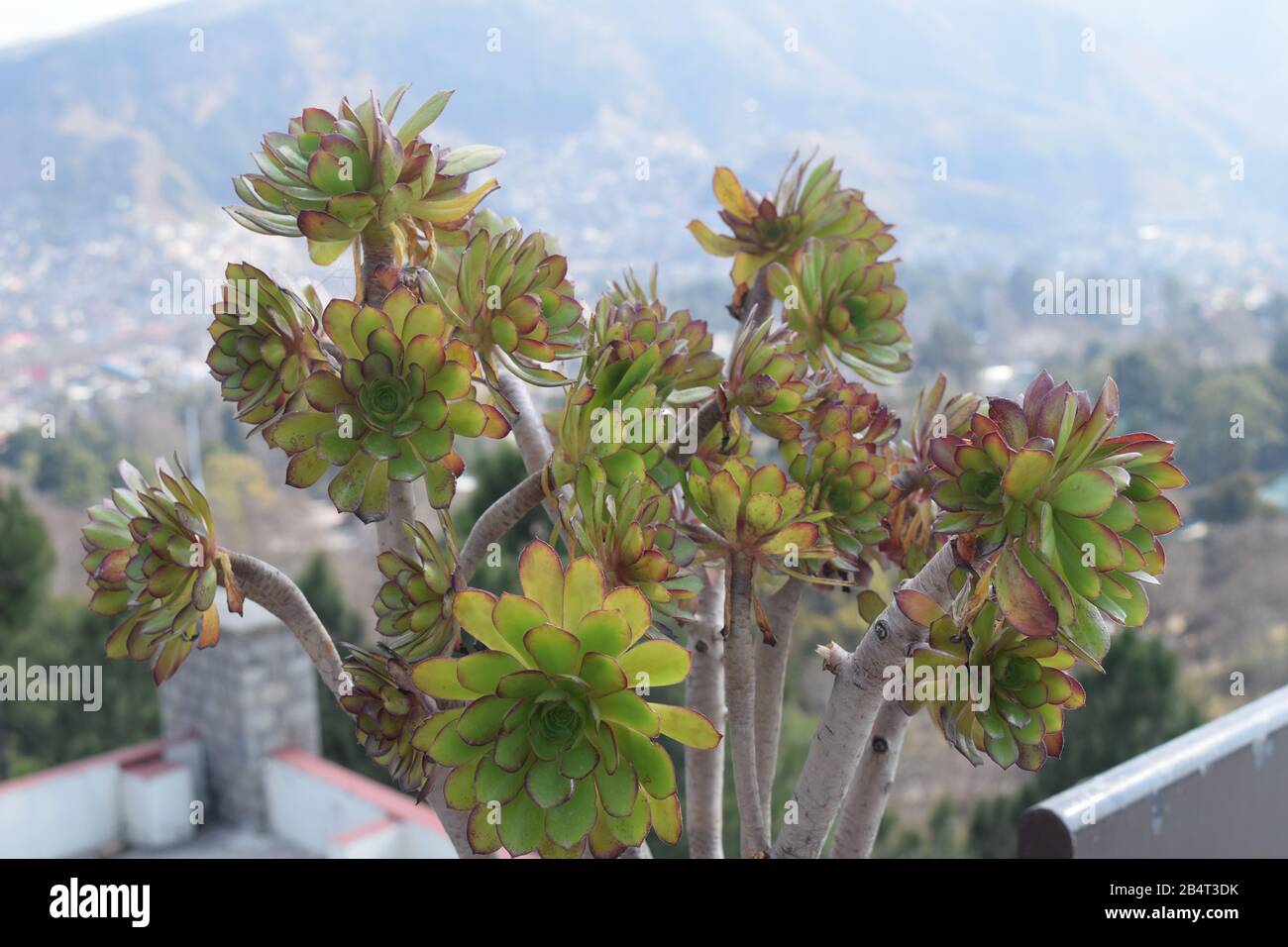 Pianta succulenta con vista della città sullo sfondo Foto Stock