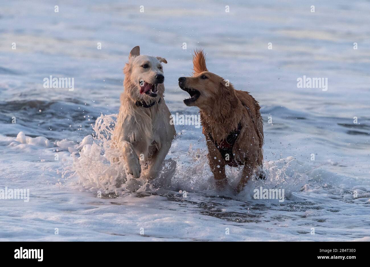 Cani che giocano nel surf in una serata di sole. Foto Stock