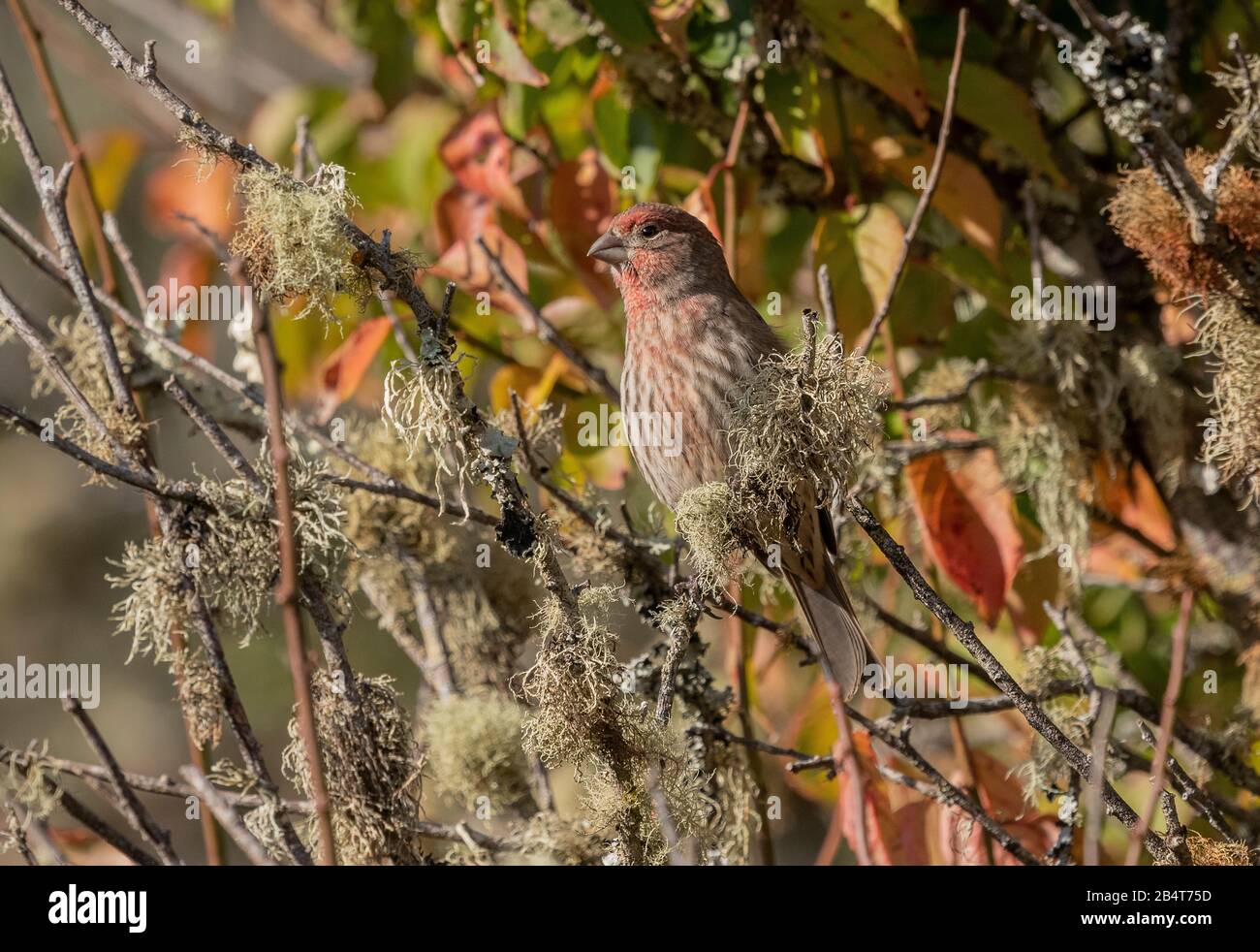 Fringuello di casa, mexicanus Haemorhous, maschio arroccato su ramo lichen-coperto. California. Foto Stock