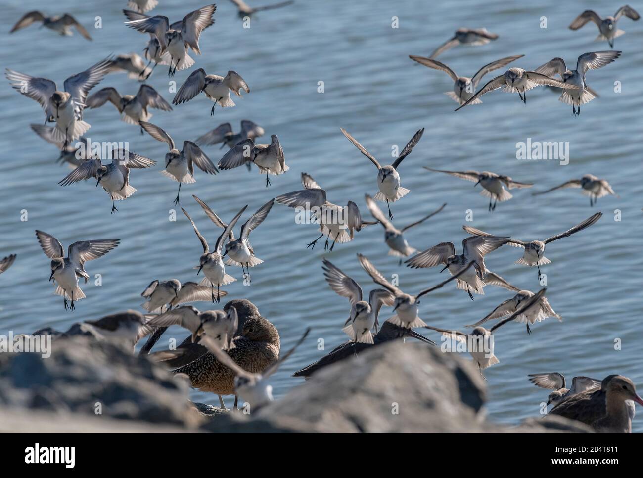 Western Sandpiper, Calidris mauri, Flock (con alcuni dunlin) atterrando sulla costa al Mclaughlin Eastshore state Park, California Foto Stock