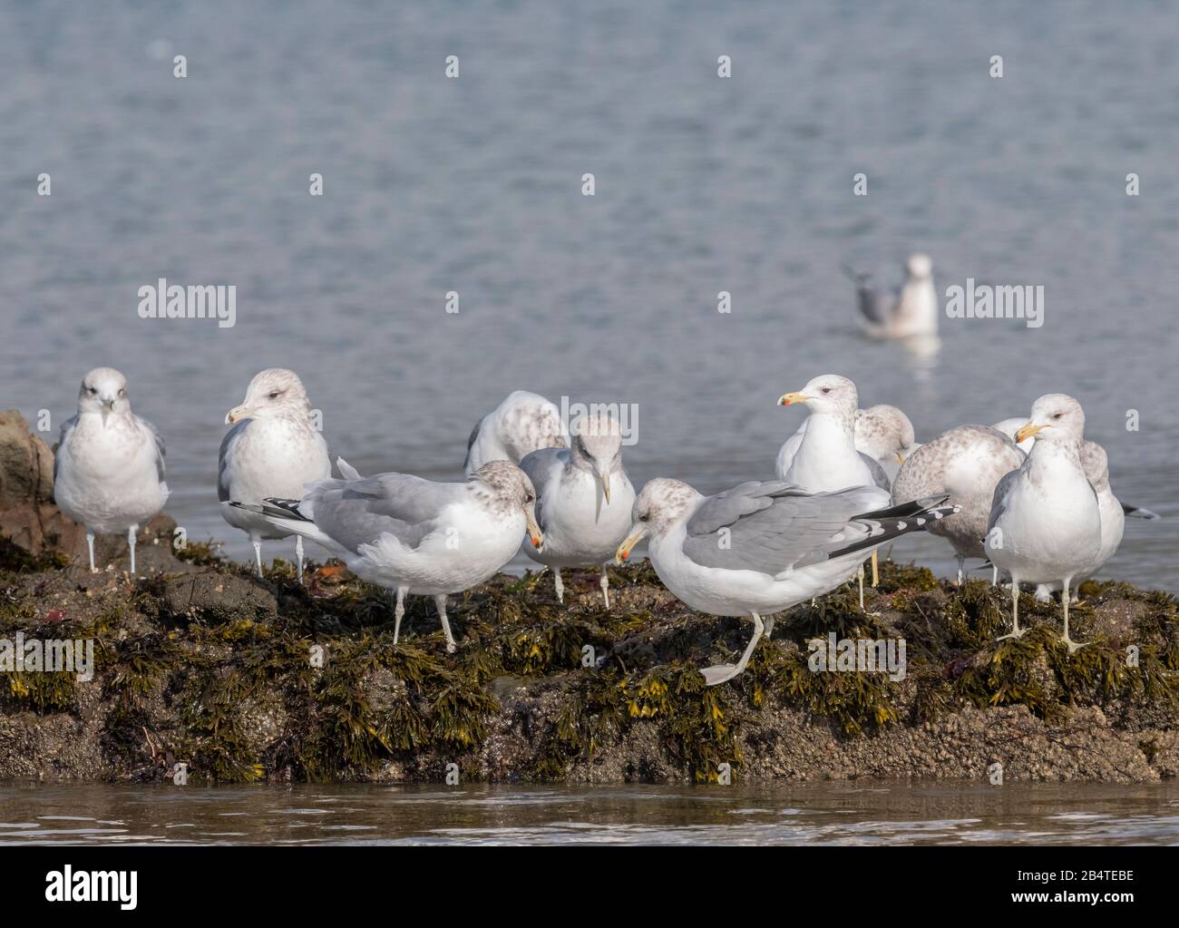 Gruppo di gabbiani californiani, Larus californnicus, nutrimento e affioramento su rocce costiere con bassa marea. California Centrale. Foto Stock