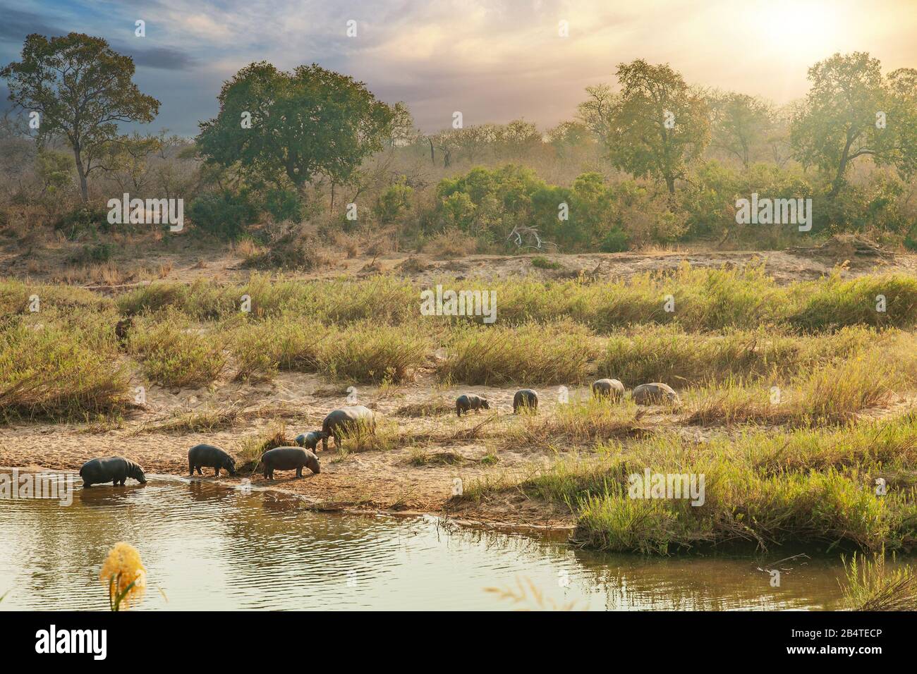 Mandria di ippopotami nel fiume sabie, Sud Africa Foto Stock