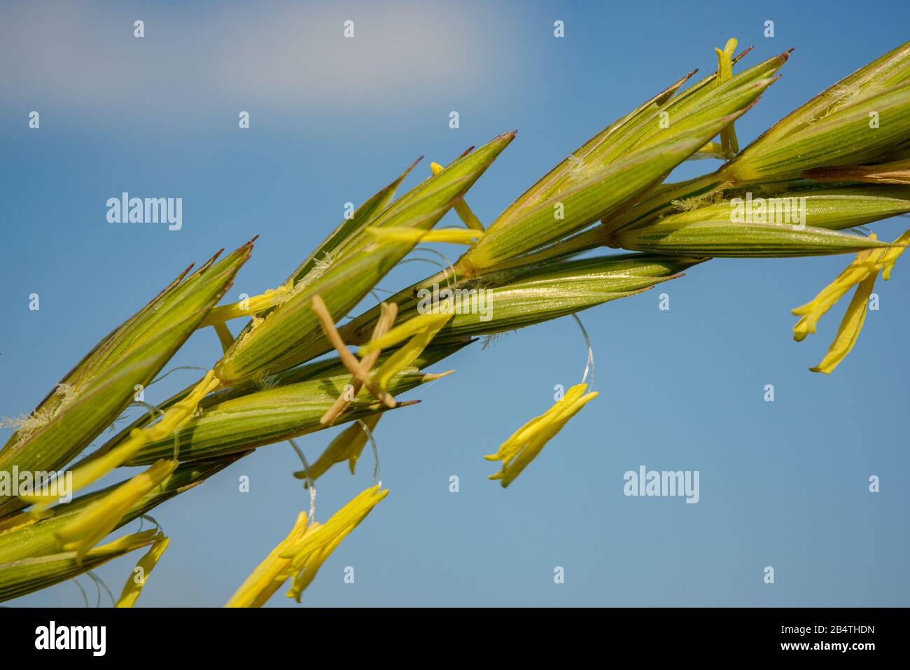 infiorescenza molto dettagliata di erba, macro Foto Stock