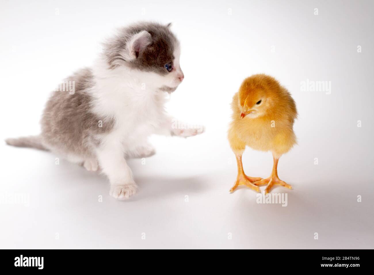 gattino e pollo su sfondo bianco Foto Stock