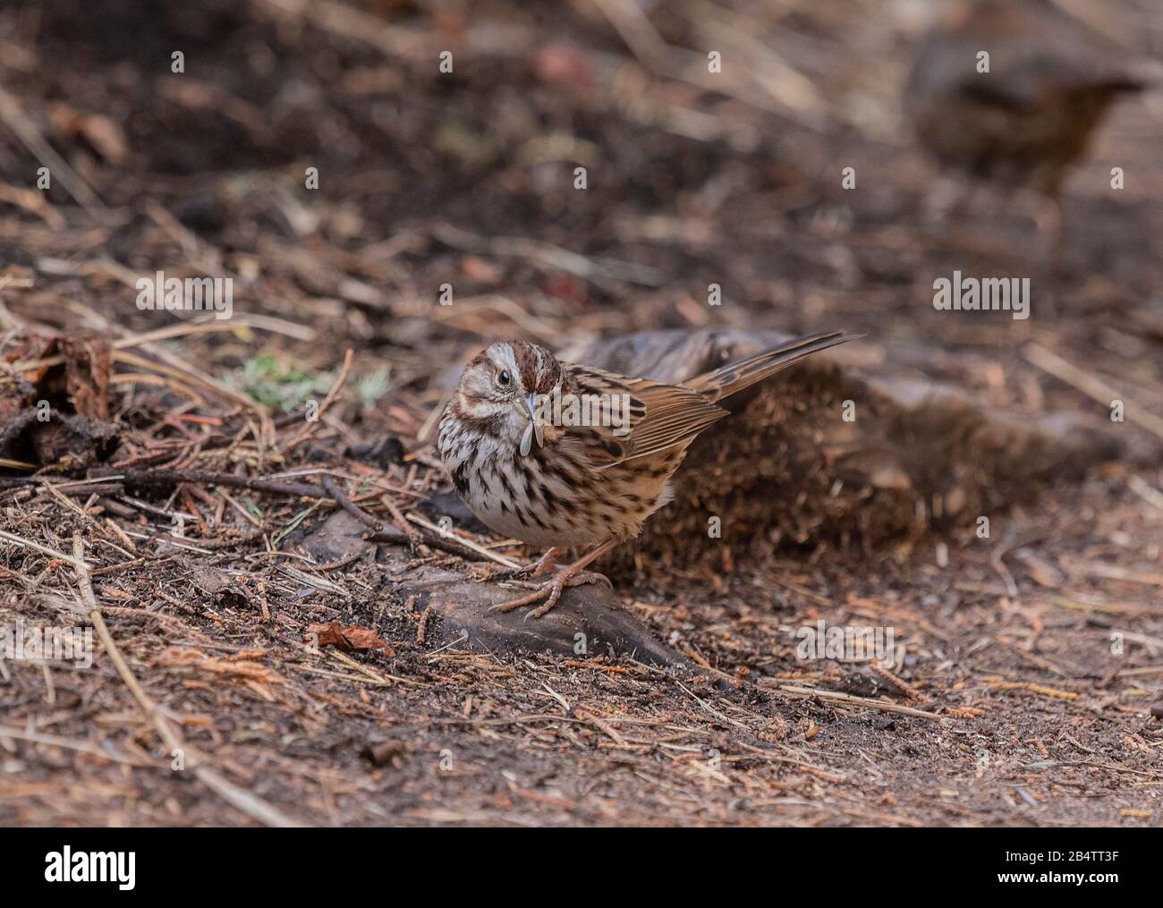 Il passero di Lincoln, Melospiza lincolnii, nutrendo termiti emergenti alati, Reticulitermes hesperus sul pavimento boschivo, dopo la pioggia. Foto Stock