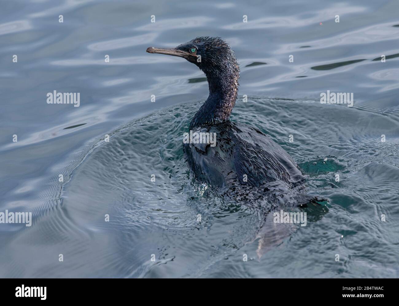 Cormorano pelagico, Phalacrocorax pelagicus, appena affacciato dopo l'immersione. Costa della California. Foto Stock