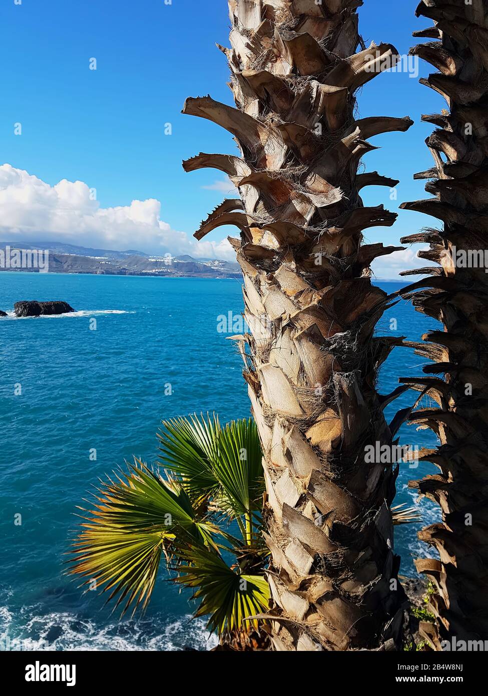 Palme sullo sfondo dell'oceano Foto Stock