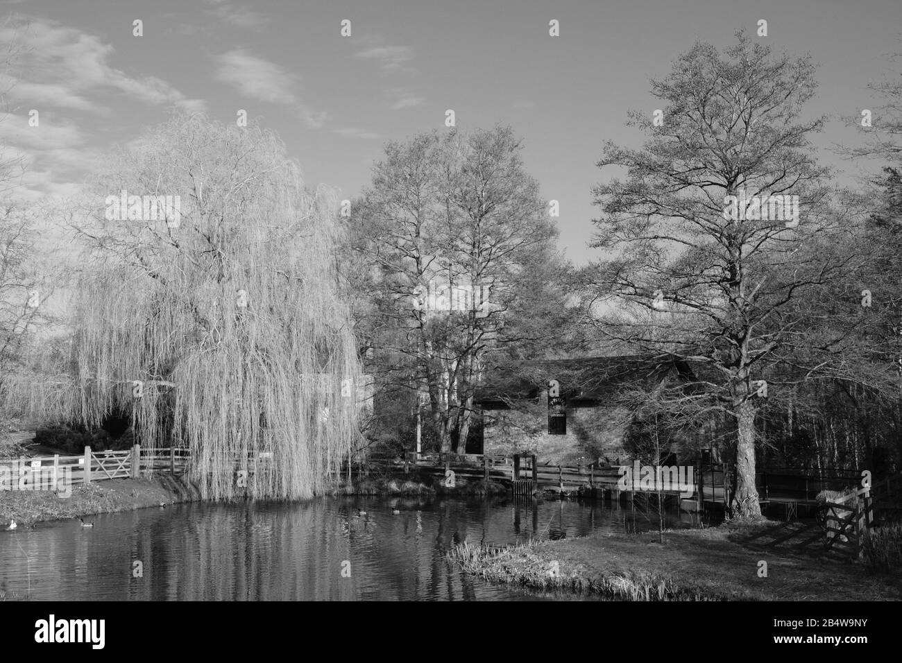 Water Mill, Mill Pond, Mill Race, Bunbury Cheshire Inghilterra, Storia, storico, lavoro, Salix, Bianco e nero, colore, educativo, visite scolastiche. Foto Stock