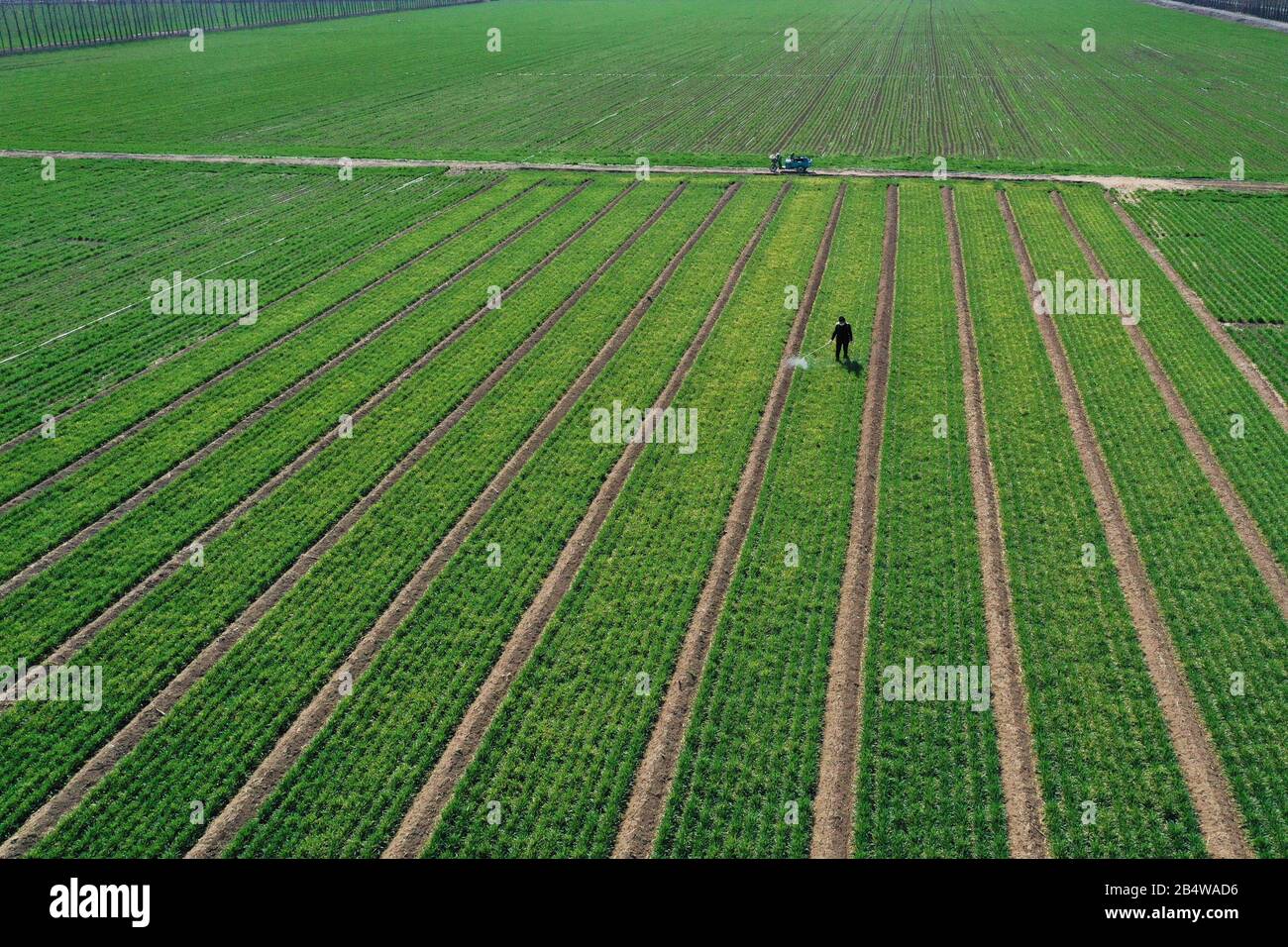 Un contadino cinese coltivano un campo di grano durante la stagione primaverile di semina nel villaggio di Shijia, nella città di Sun, nella città di Zouping, nella provincia cinese orientale dello Shandong Foto Stock