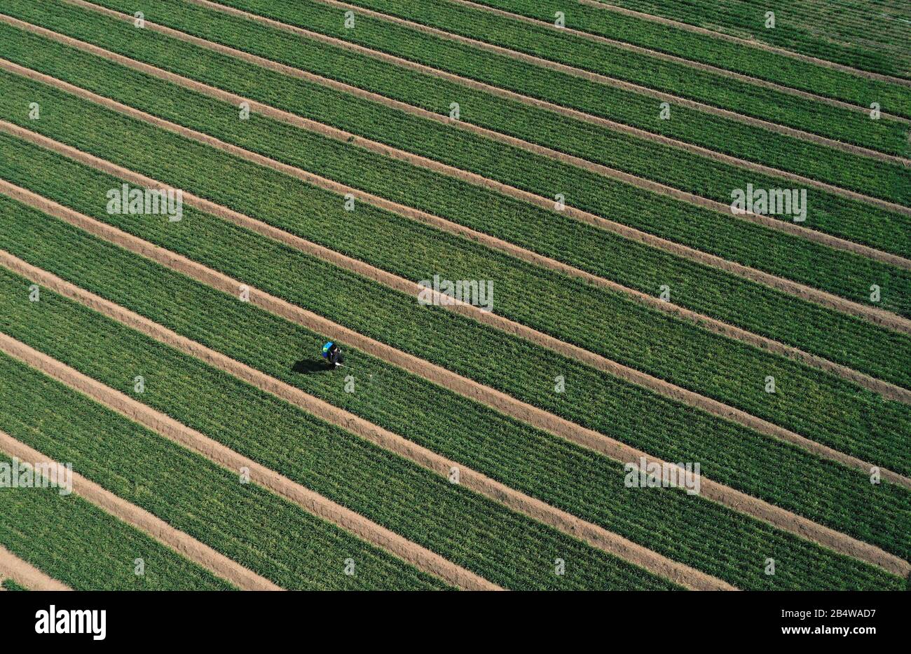 Un contadino cinese coltivano un campo di grano durante la stagione primaverile di semina nel villaggio di Shijia, nella città di Sun, nella città di Zouping, nella provincia cinese orientale dello Shandong Foto Stock