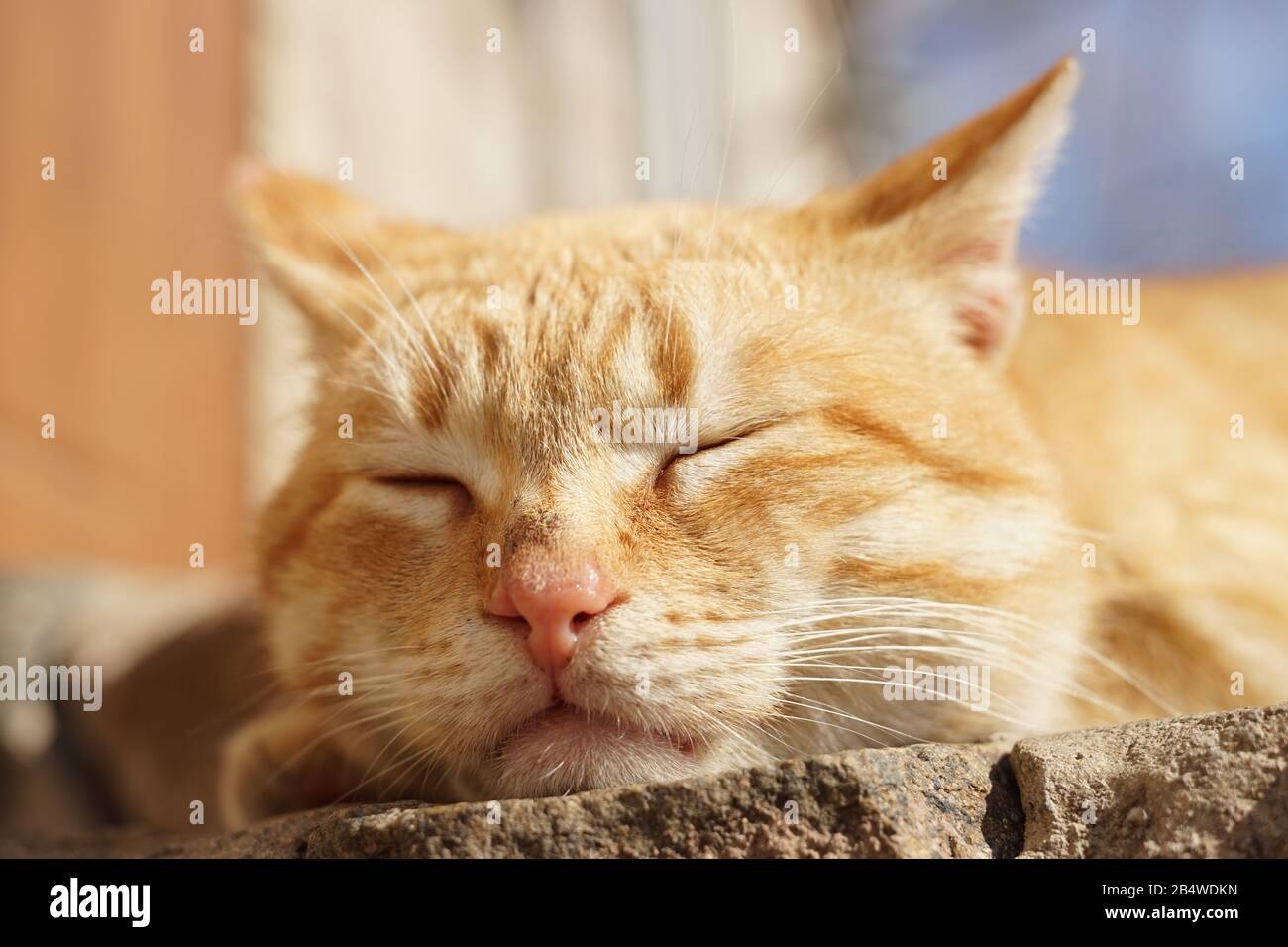 Carino gatto zenzero dorme all'aperto in estate soleggiato gaden. Faccia di primo piano, foto macro. Foto Stock