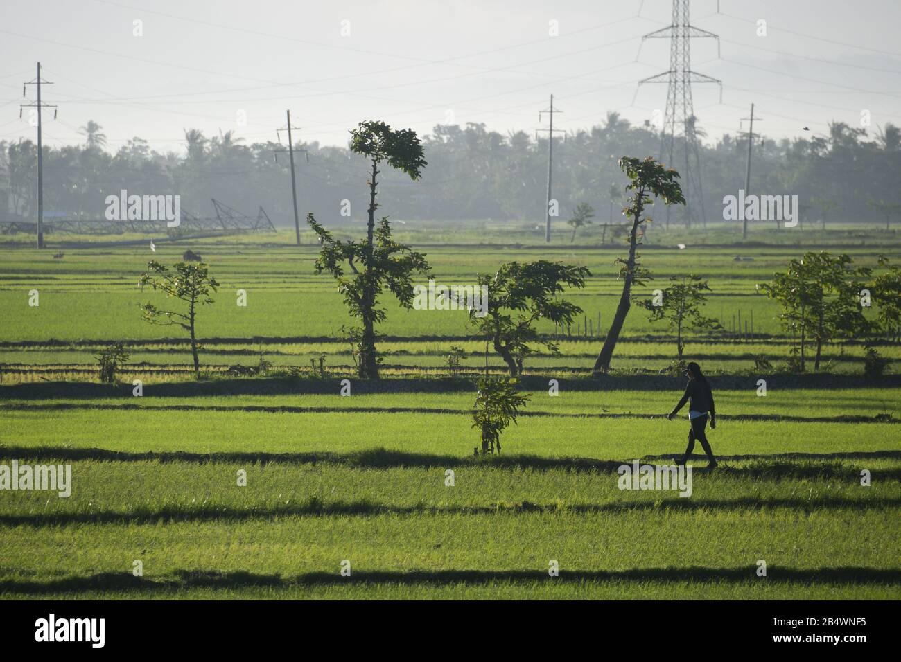 Coltivatore che cammina sopra un passaggio pedonale di campo di riso Foto Stock