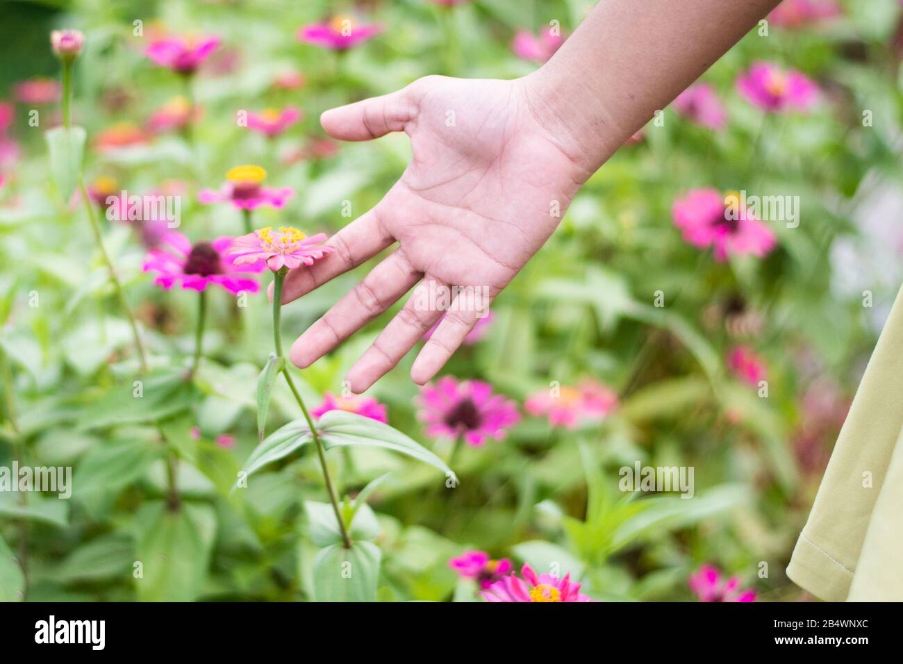 Mano completamente aperta quasi toccando il fiore Foto Stock