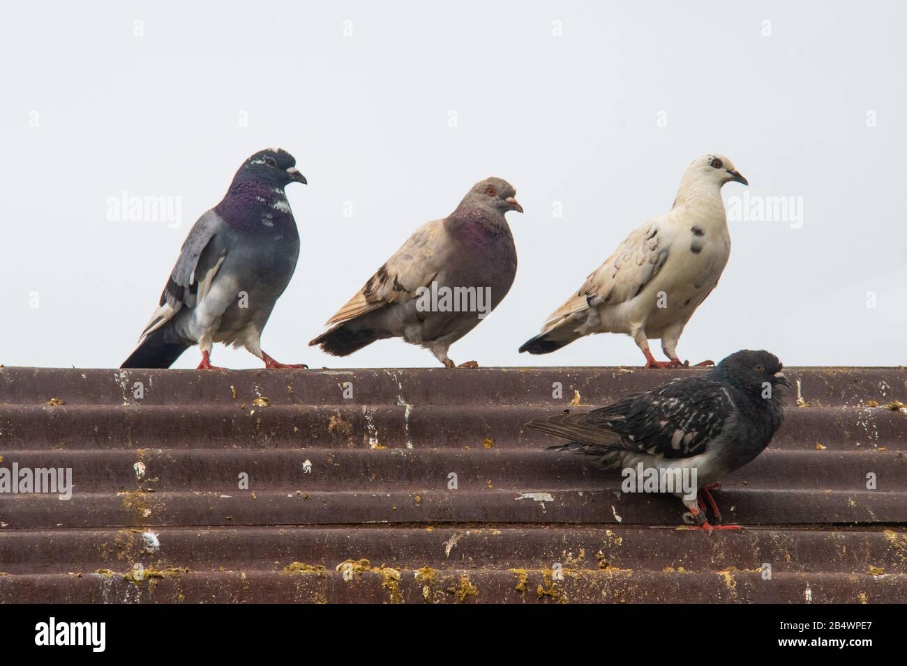 Quattro piccioni su un tetto sporco con cielo sullo sfondo Foto Stock