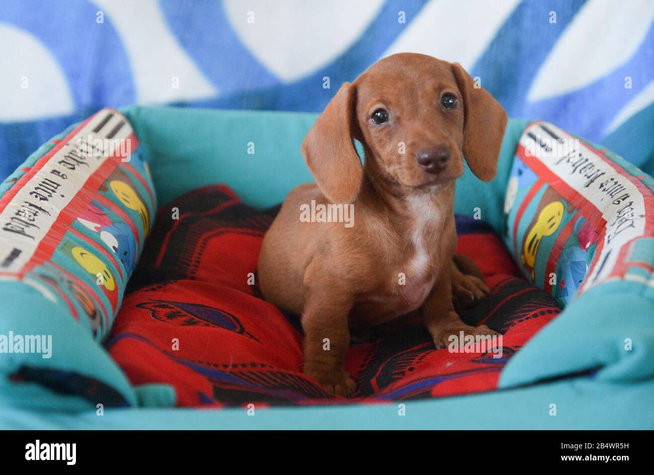 Cute rosso arancio dachshund cucciolo guardando la macchina fotografica su un lettino per cani Foto Stock