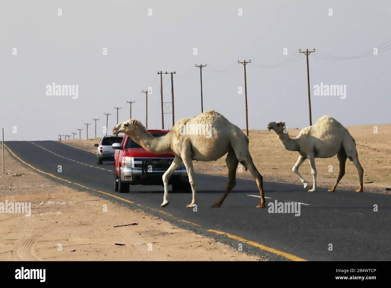 Cammelli che attraversano la strada nel deserto con il traffico e telegrafo pali sul lato Foto Stock