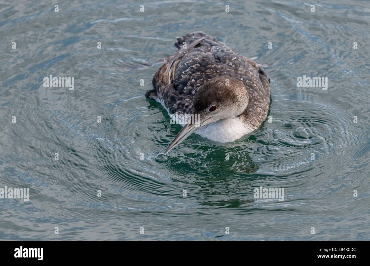 Wintering Grande tuffatore settentrionale, o loon comune, Gavia armer, alimentazione e pesca nelle acque costiere. Foto Stock