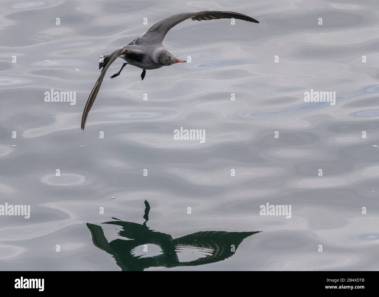 Il gabbiano di Heermann, Larus heermanni - in volo; parte di un grande gregge che si strinse a Moss Landing, California. Foto Stock